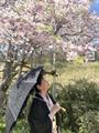 Cherry Blossom Viewing at Sumaura Park, Kobe, April 2024